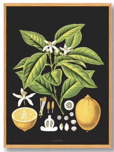 Köhler's Medizinal-Pflanzen - naturplakat