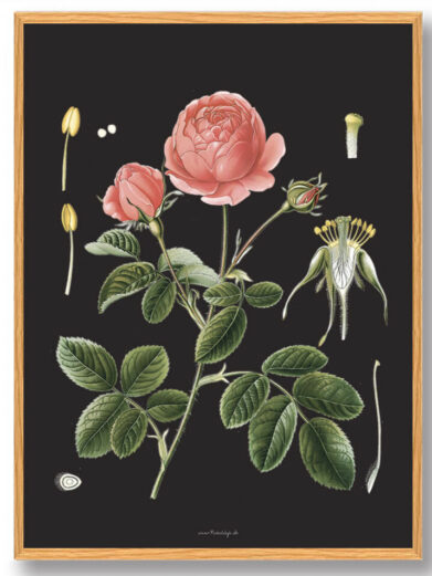 Köhler's Medizinal-Pflanzen - naturplakat