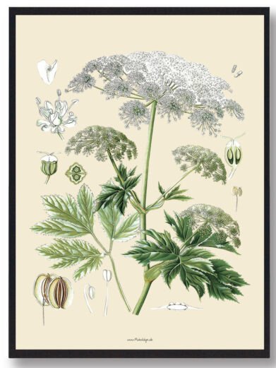 Köhler's Medizinal-Pflanzen - naturplakat