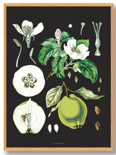 Köhler's Medizinal-Pflanzen - naturplakat