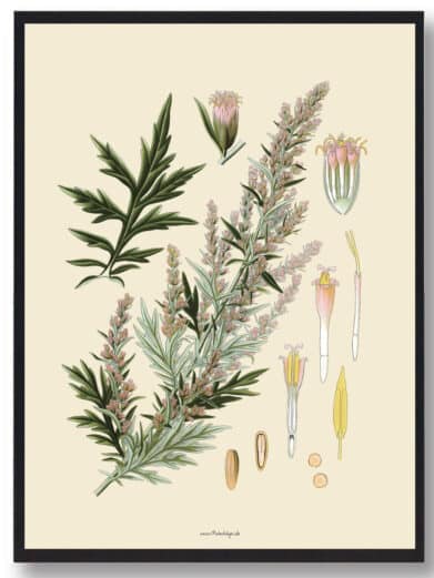 Köhler's Medizinal-Pflanzen naturplakat: Detailed botanical illustration with green leaves, pink flowers, and beige background. Framed art print.