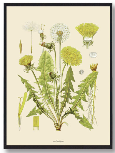 Köhler's Medizinal-Pflanzen - naturplakat