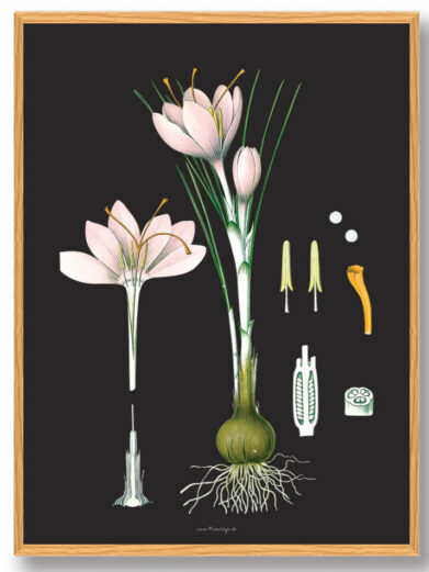 Köhler's Medizinal-Pflanzen - naturplakat