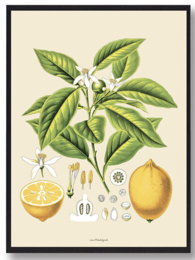 Köhler's Medizinal-Pflanzen - naturplakat