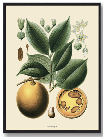 Köhler's Medizinal-Pflanzen - naturplakat