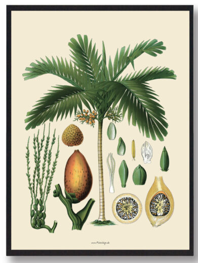 Köhler's Medizinal-Pflanzen - naturplakat