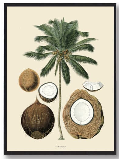 Köhler's Medizinal-Pflanzen naturplakat: Vintage botanical print featuring a coconut palm and cut coconuts. Earthy tones, framed.