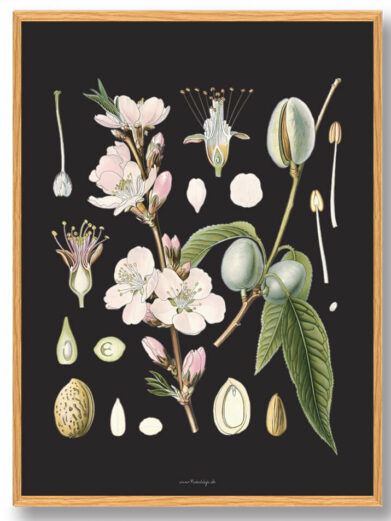 Köhler's Medizinal-Pflanzen - naturplakat