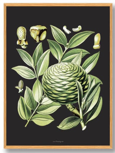 Köhler's Medizinal-Pflanzen naturplakat: Botanical print featuring detailed green medicinal plants on a dark background.