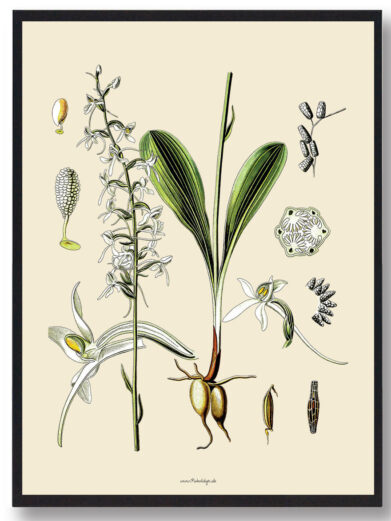 Köhler's Medizinal-Pflanzen - naturplakat