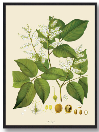 Köhler's Medizinal-Pflanzen - naturplakat