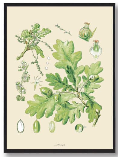 Köhler's Medizinal-Pflanzen naturplakat featuring detailed botanical illustration of oak leaves, acorns, and floral structures in green hues.