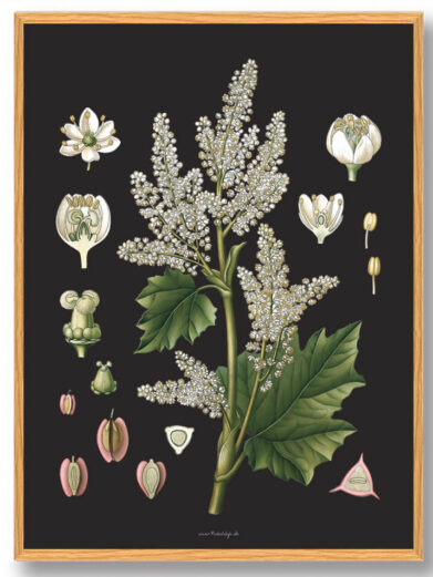 Köhler's Medizinal-Pflanzen - naturplakat