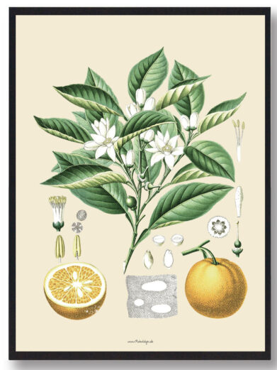 Köhler's Medizinal-Pflanzen - naturplakat