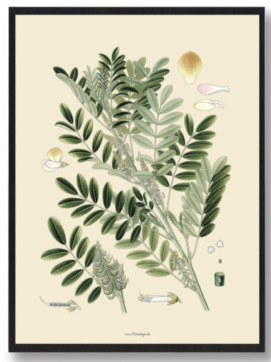 Köhler's Medizinal-Pflanzen - naturplakat