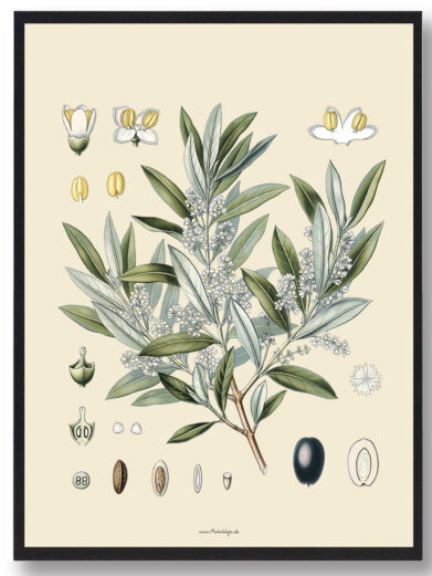 Köhler's Medizinal-Pflanzen - naturplakat