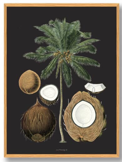 Köhler's Medizinal-Pflanzen naturplakat showcasing a vintage botanical illustration of a coconut palm and various coconut sections on a dark background.