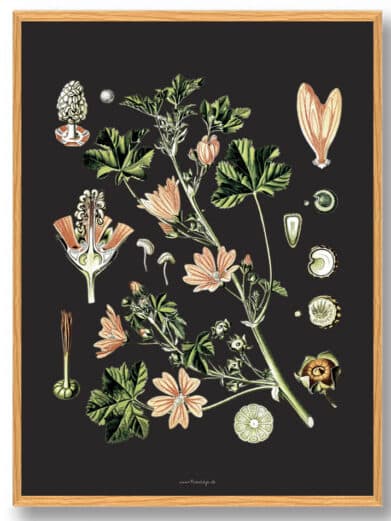 Framed Köhler's Medizinal-Pflanzen art print. Botanical illustration on dark background. Detailed vintage style nature poster.