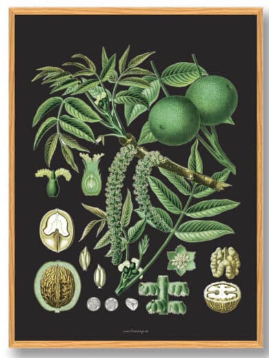 Köhler's Medizinal-Pflanzen nature poster featuring detailed botanical illustration of walnut plant on a dark background.