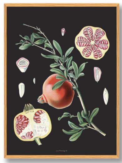 Köhler's Medizinal-Pflanzen naturplakat featuring detailed botanical illustration of pomegranate fruit, seeds, and leaves on black background.