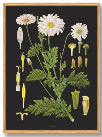 Köhler's Medizinal-Pflanzen nature poster: Botanical illustration of daisies & medicinal plant parts against a dark background.