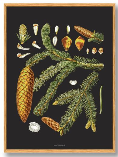 Köhler's Medizinal-Pflanzen - naturplakat