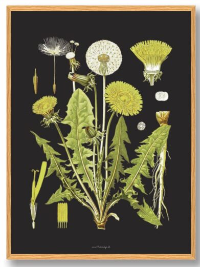 Köhler's Medizinal-Pflanzen - naturplakat
