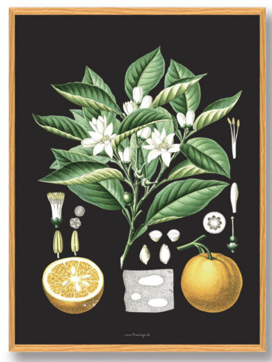 Köhler's Medizinal-Pflanzen - naturplakat