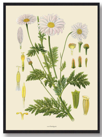Köhler's Medizinal-Pflanzen - naturplakat