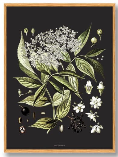 Köhler's Medizinal-Pflanzen art print featuring detailed botanical illustration of medicinal plants on a dark background.