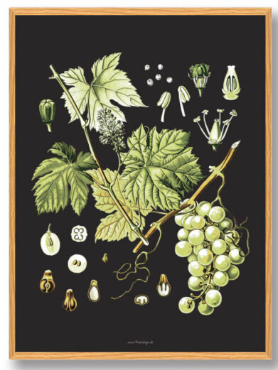 Köhler's Medizinal-Pflanzen - naturplakat