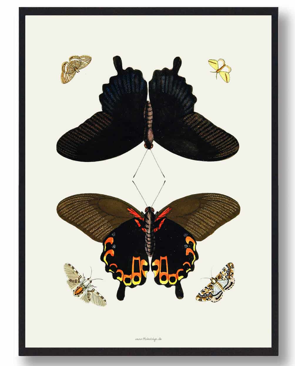 Sommerfugleplakat