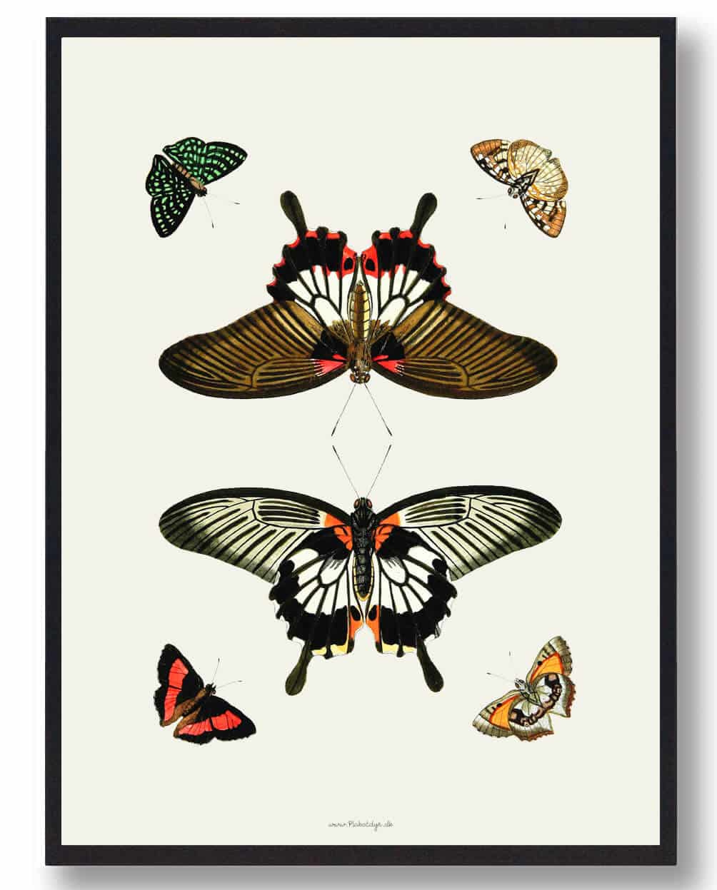 Sommerfugleplakat
