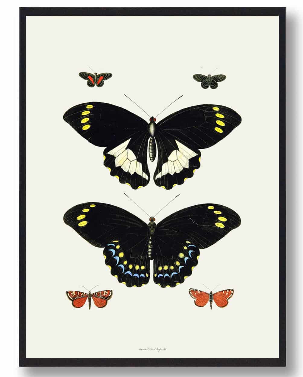 Sommerfugleplakat