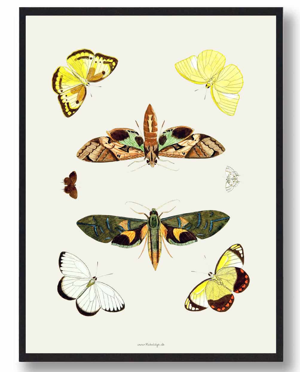 Sommerfugleplakat
