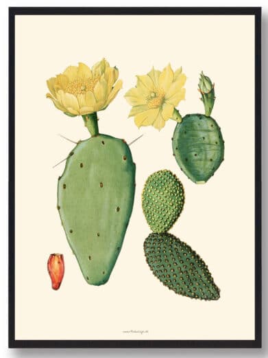 Kaktus plakat