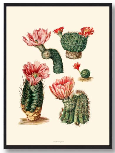 Kaktus plakat