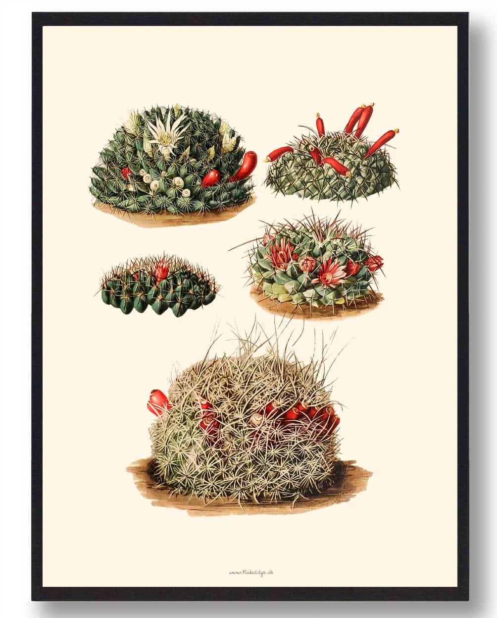 Kaktus plakat