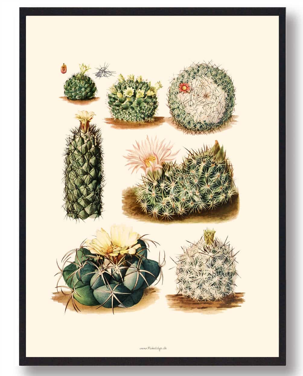Kaktus plakat