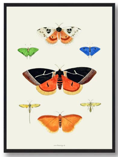 Sommerfugleplakat