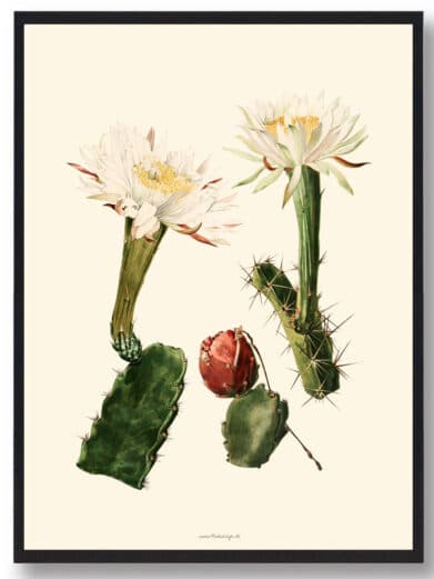 Kaktus plakat