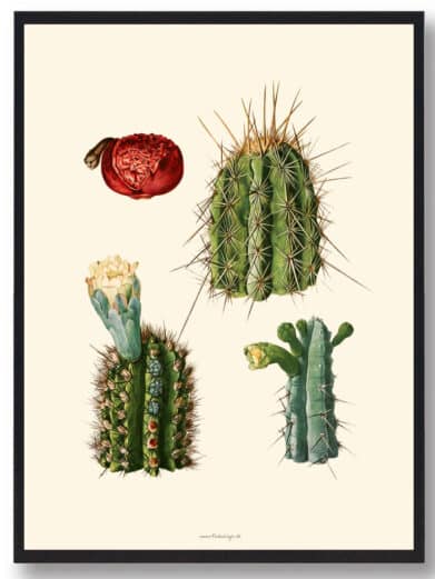 Kaktus plakat