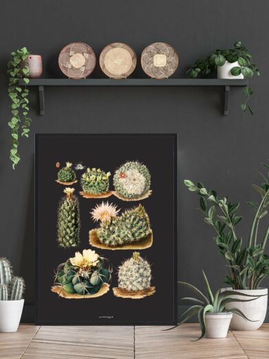 Botanical Kaktus Plakat (Cactus Poster) featuring detailed vintage-style illustrations of cacti on a dark background, framed and styled.