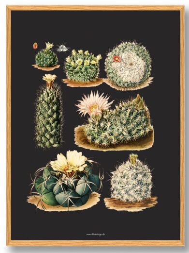 Kaktus Plakat: Botanical art print featuring various cacti with flowers on a dark background, framed in light wood.