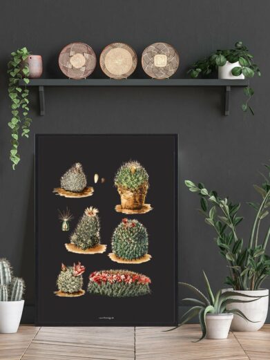 Kaktus Plakat Sort: Botanical art print featuring watercolor cacti on a black background, framed and styled with plants.