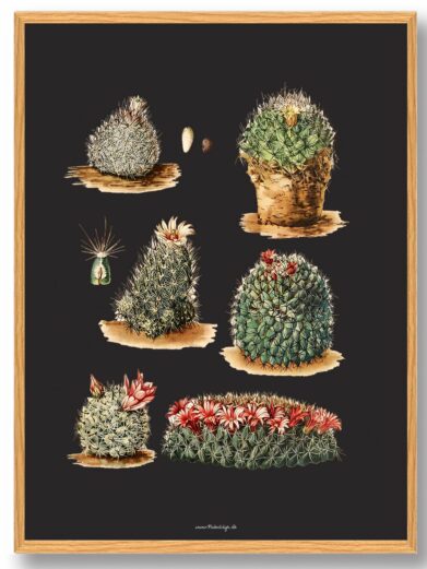 Kaktus plakat: A framed art print on a dark background featuring a botanical illustration of assorted cacti with flowers.