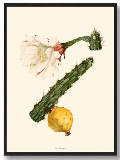Kaktus plakat