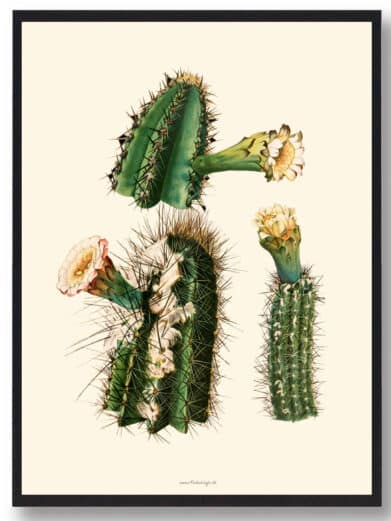Kaktus plakat