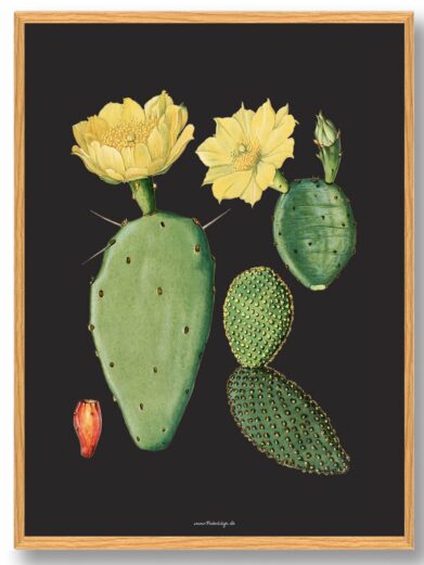 Kaktus Plakat: Botanical illustration of a prickly pear cactus with yellow flowers and green pads on a black background.