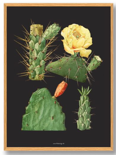 Kaktus Plakat: Botanical illustration of various cacti with green pads, sharp spines, and a vibrant yellow flower on a black background.